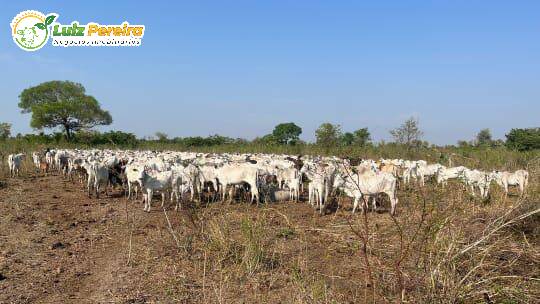 Terreno, 2050 m² - Foto 3