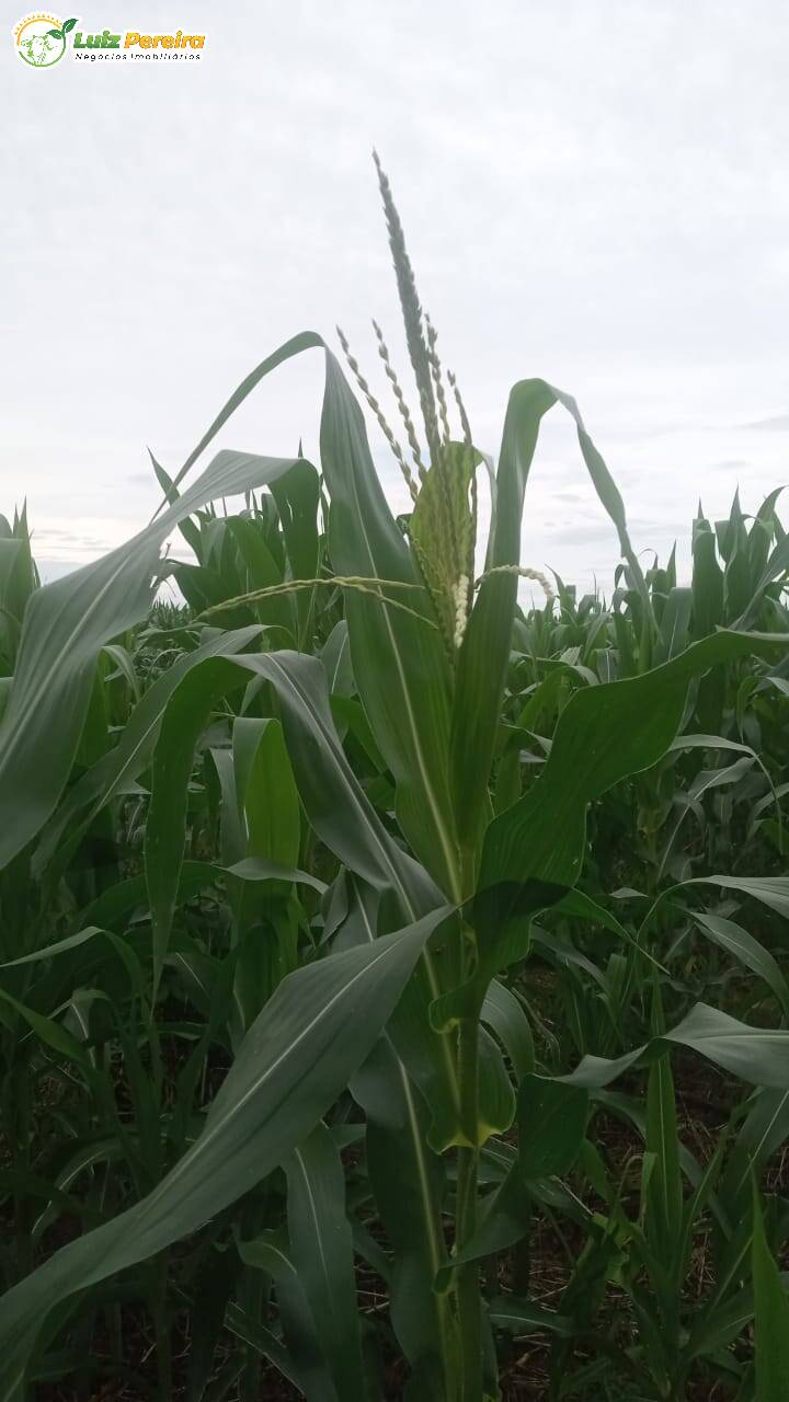 Terreno, 338 m² - Foto 5