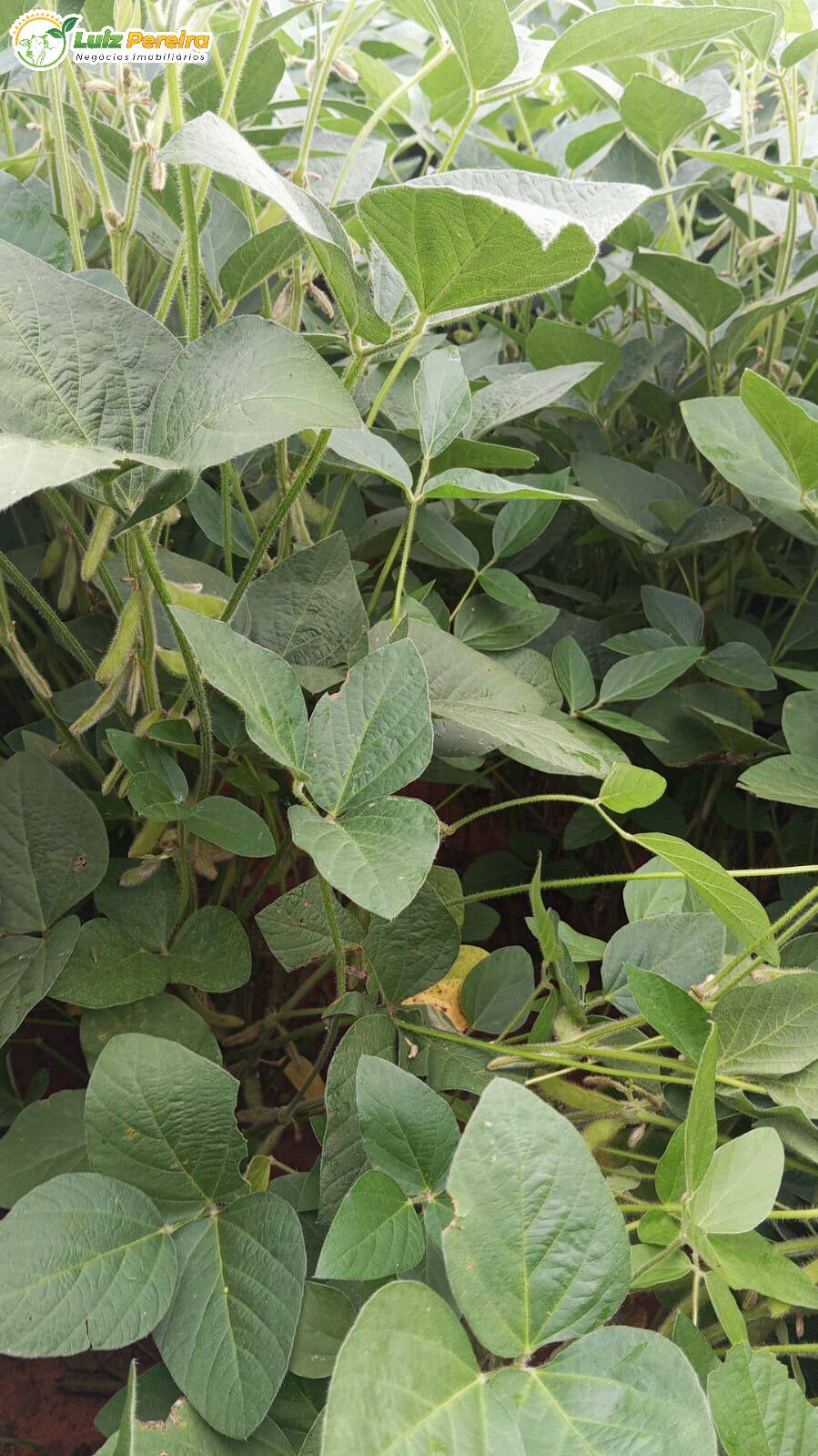 Terreno, 338 m² - Foto 4