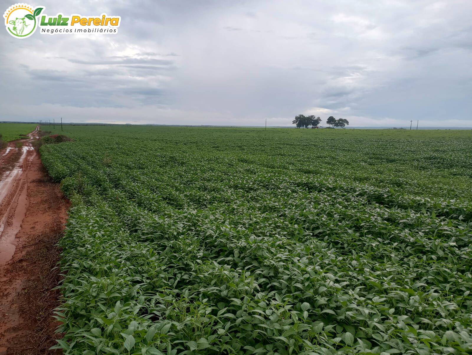 Terreno, 338 m² - Foto 3