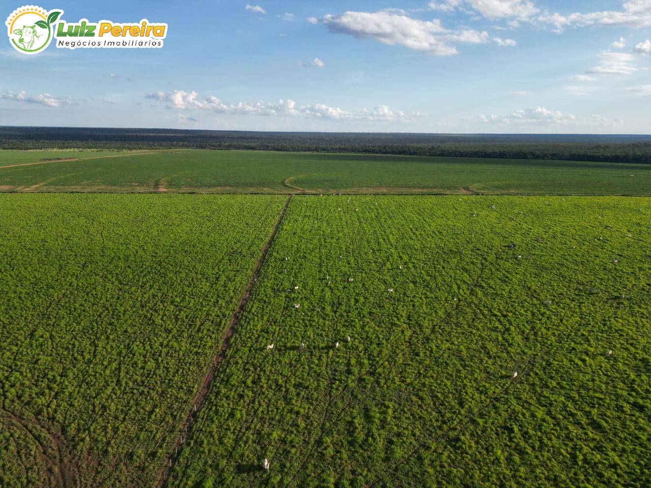 Terreno, 4773 m² - Foto 4