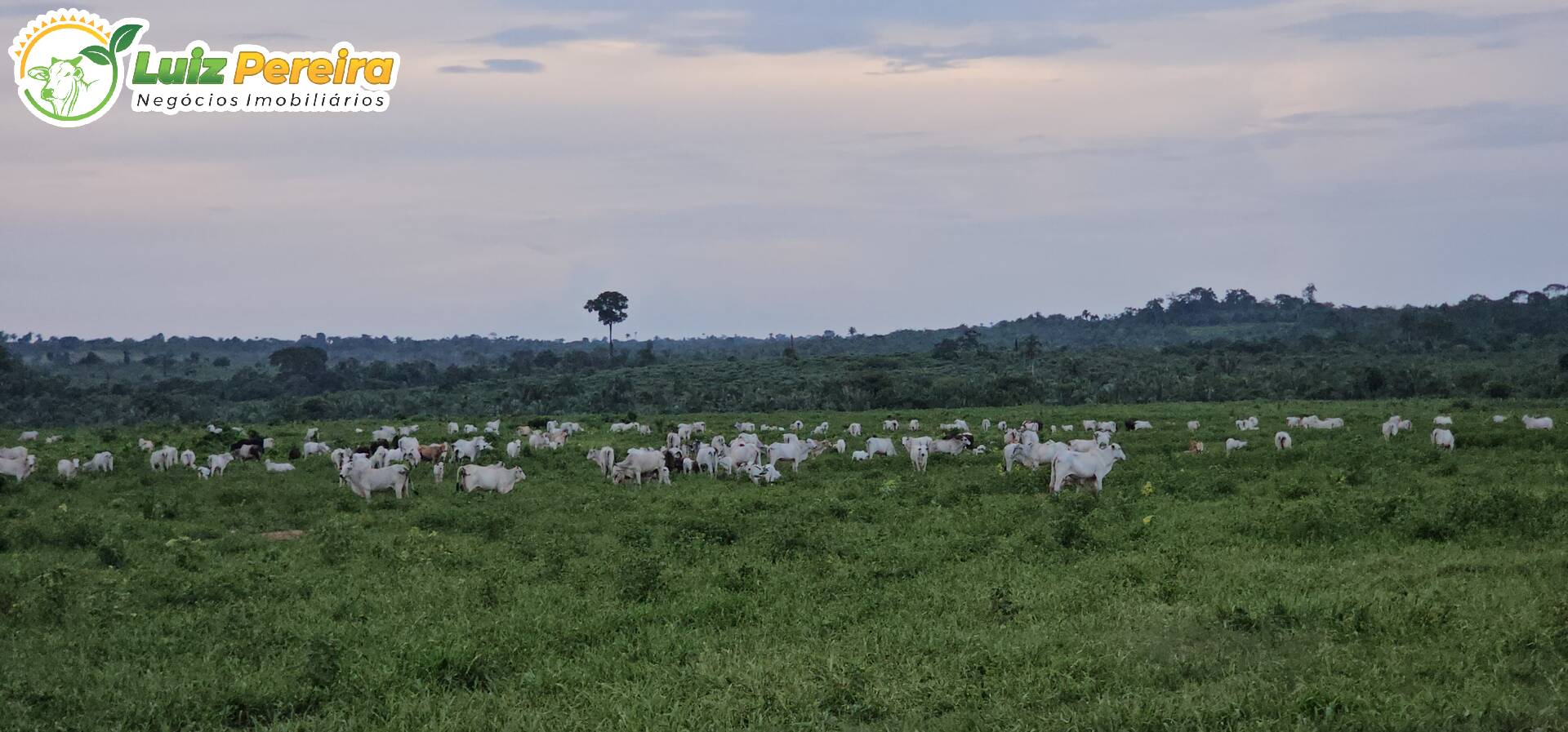 Terreno, 6312 m² - Foto 2