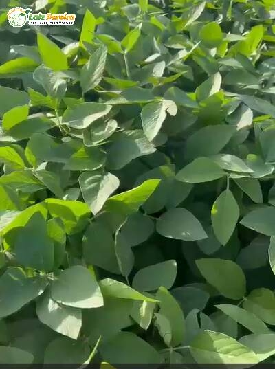 Terreno, 1600 m² - Foto 7