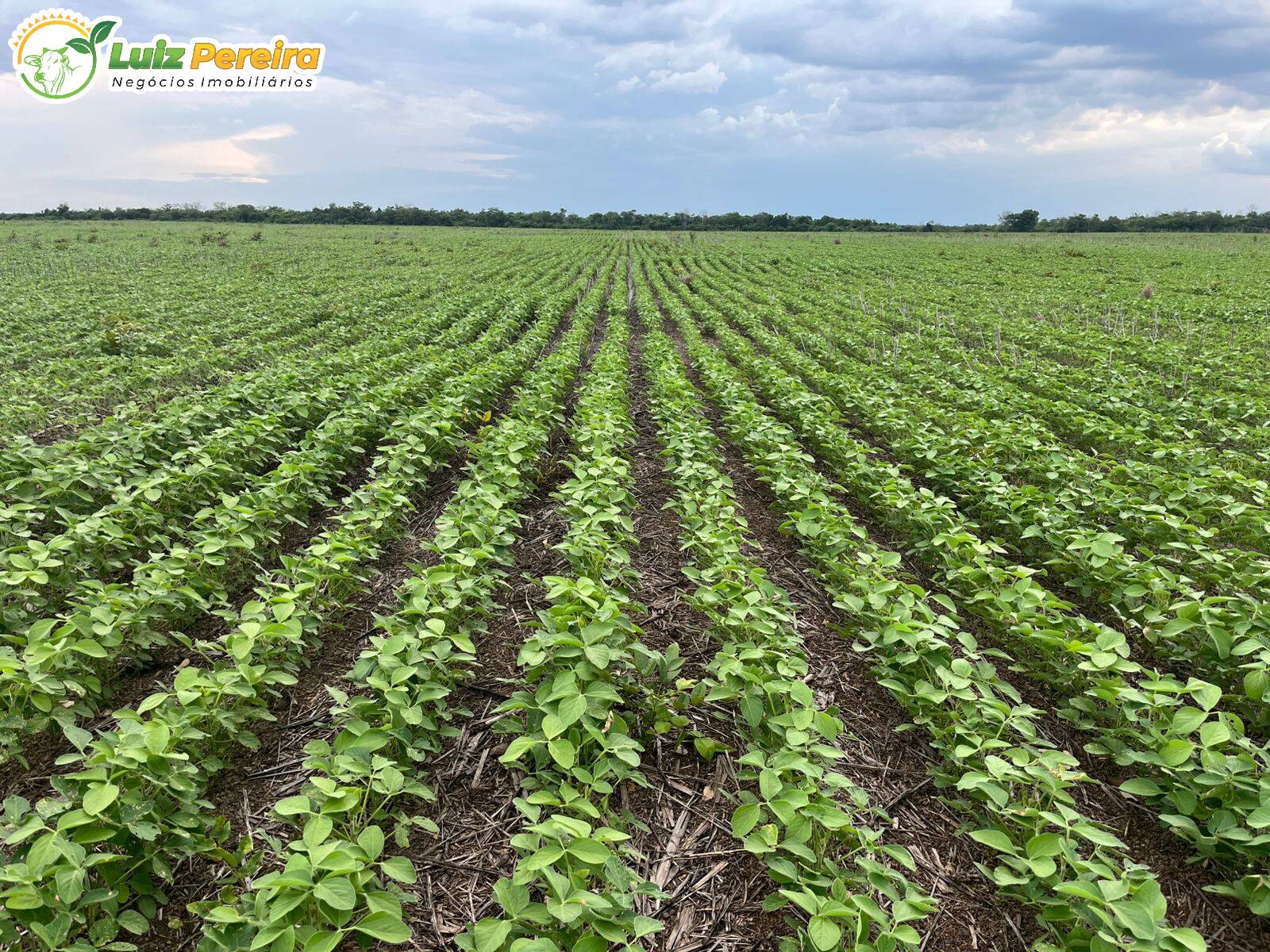 Terreno, 2000 m² - Foto 1