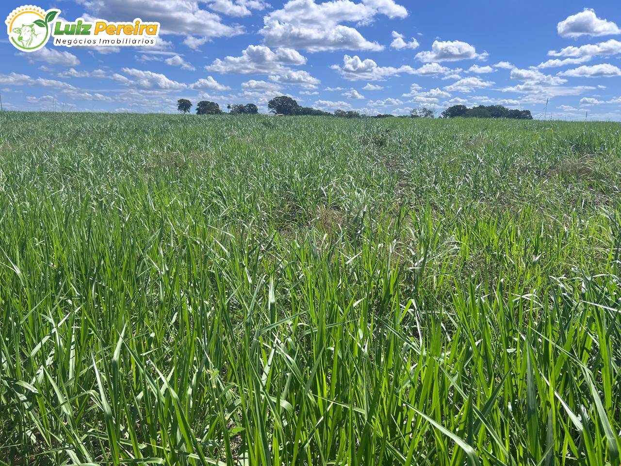 Terreno, 958 m² - Foto 3