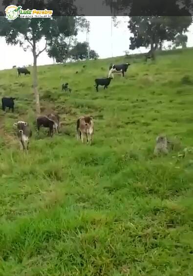 Terreno, 421 m² - Foto 2