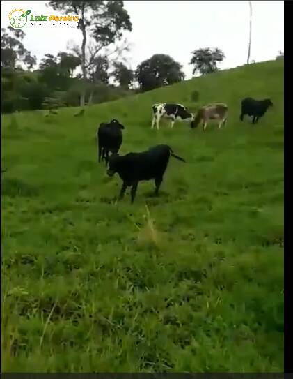 Terreno, 421 m² - Foto 4