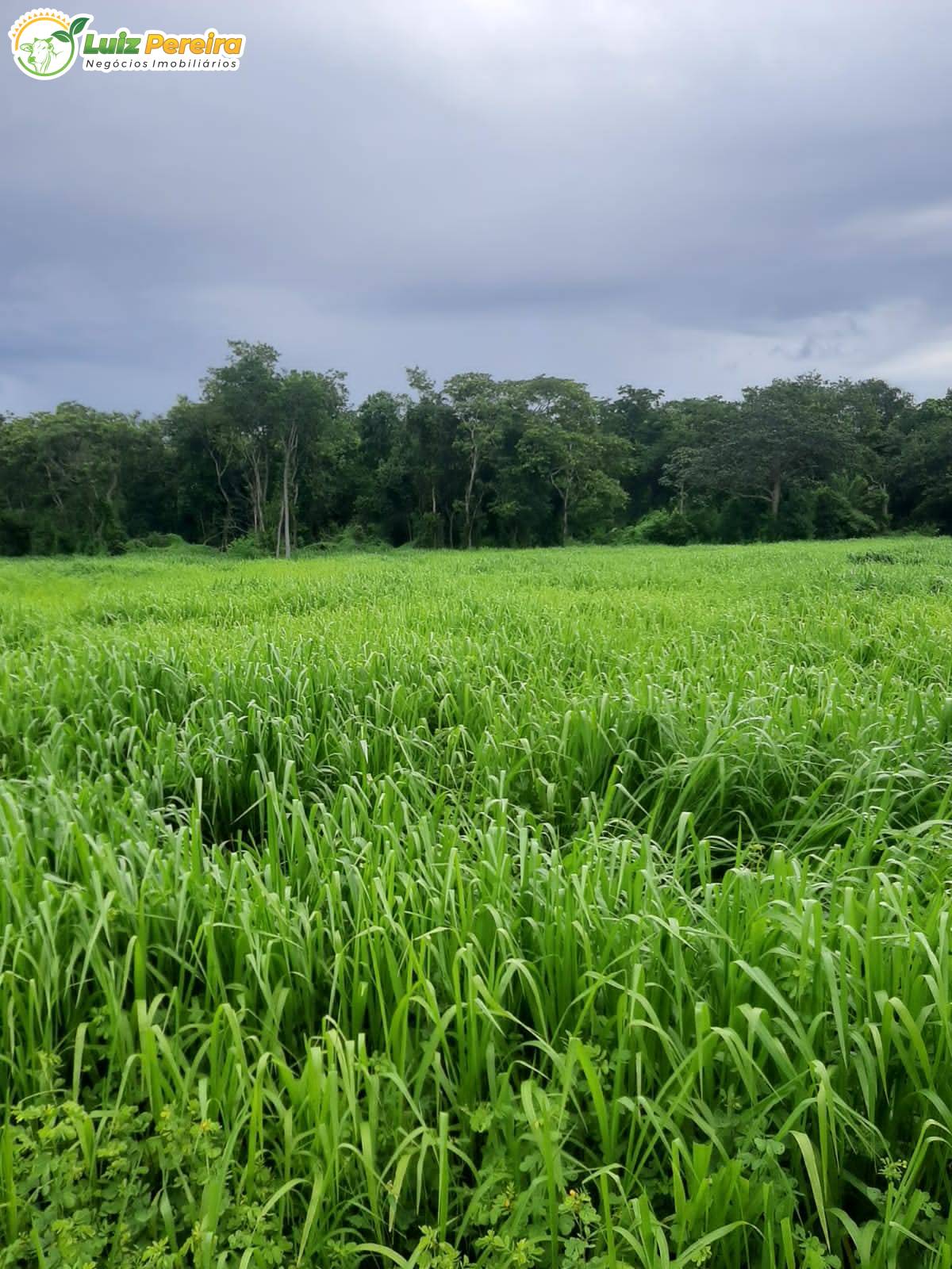 Terreno, 3600 m² - Foto 4