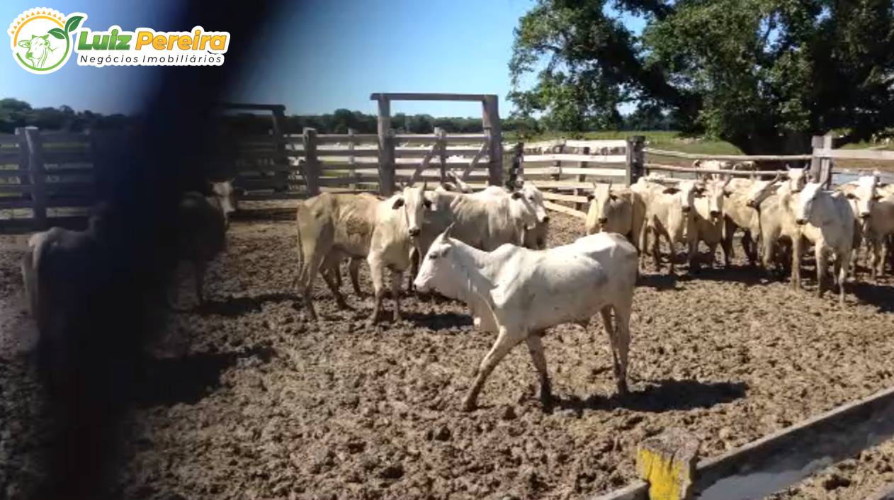 Terreno, 3418 m² - Foto 19