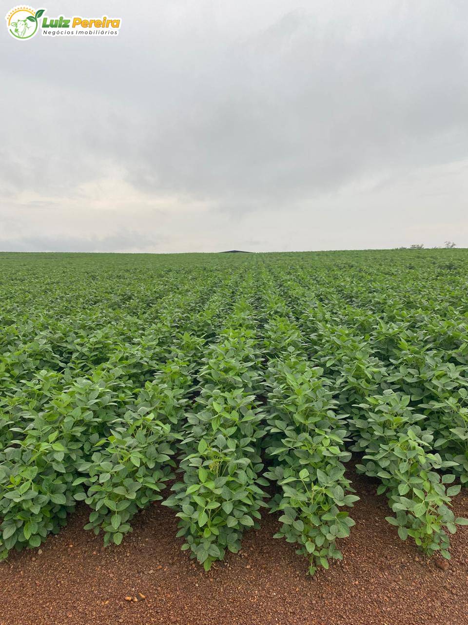 Terreno, 1936 m² - Foto 1