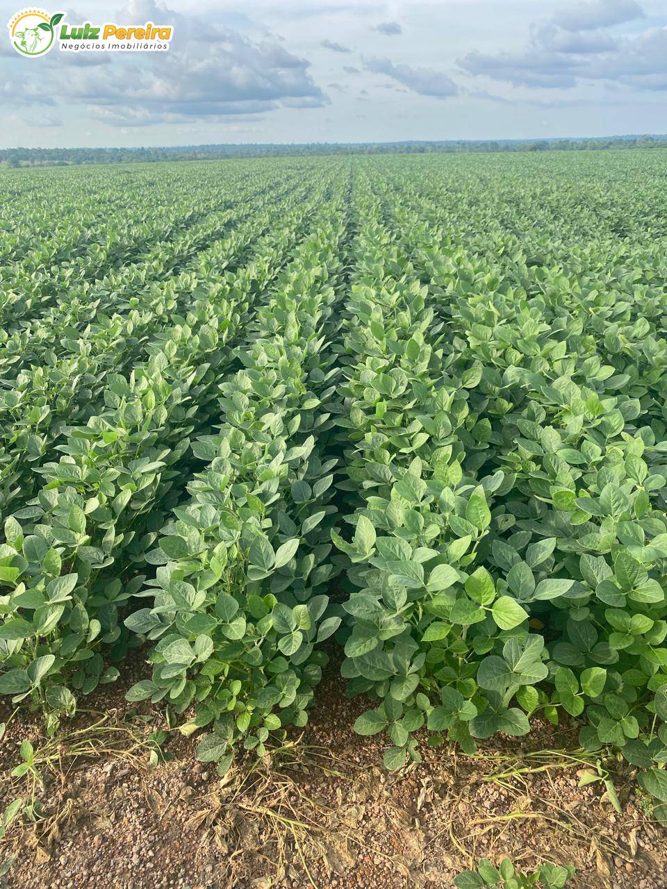 Terreno, 1936 m² - Foto 4