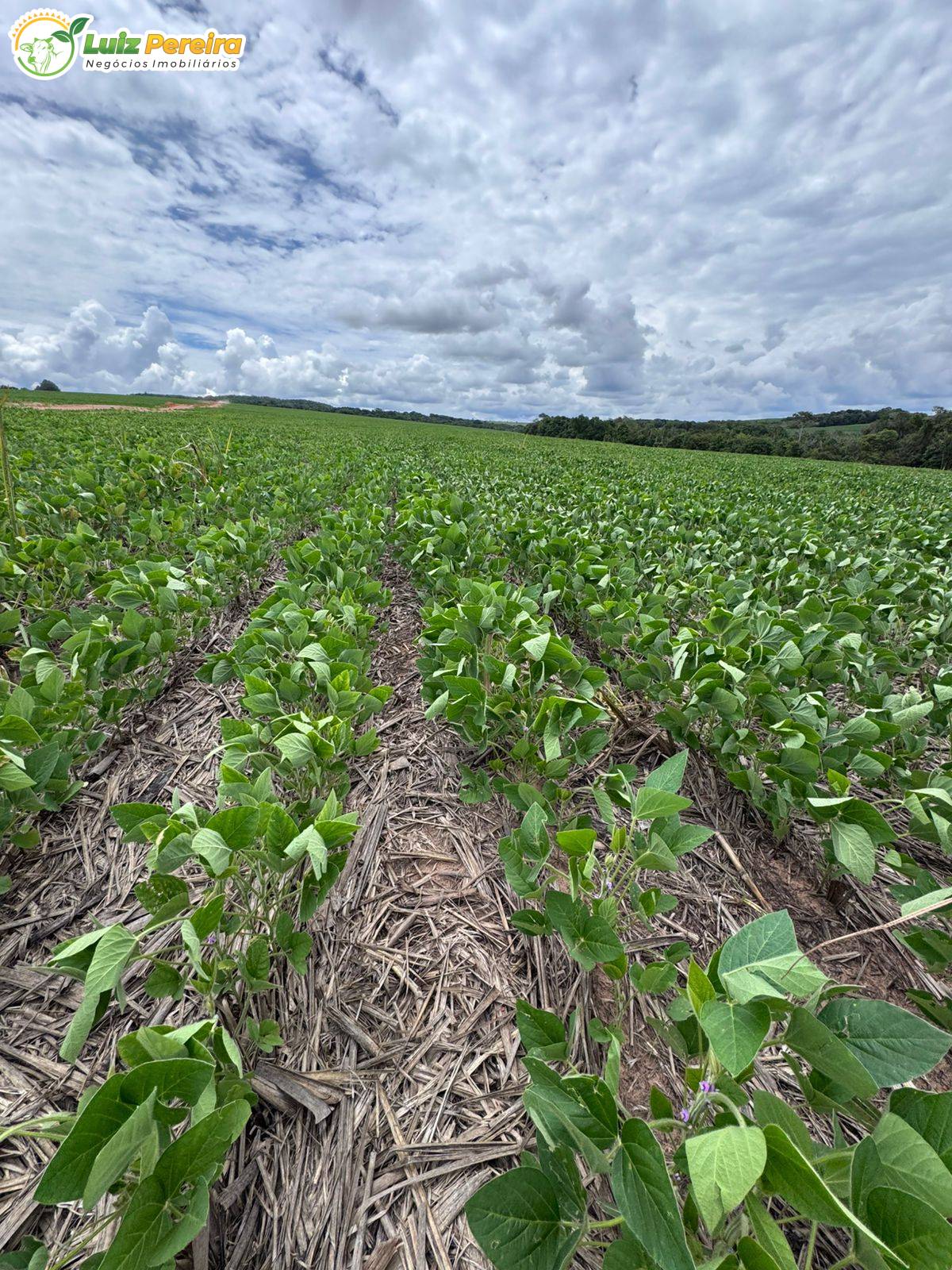 Terreno, 1006 m² - Foto 21