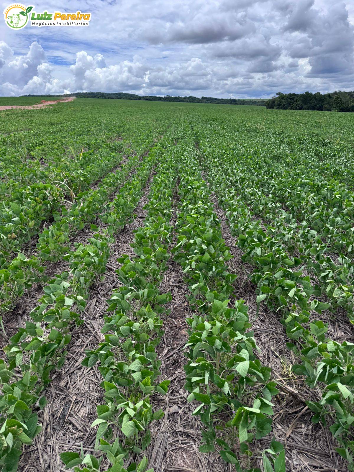 Terreno, 1006 m² - Foto 23