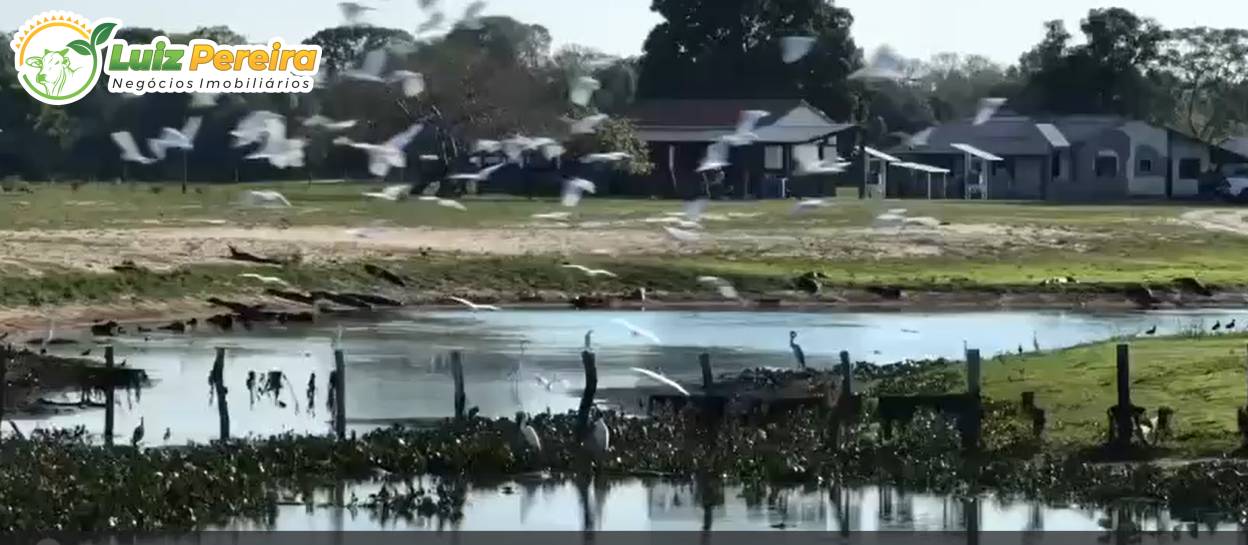 Terreno, 3 hectares - Foto 4