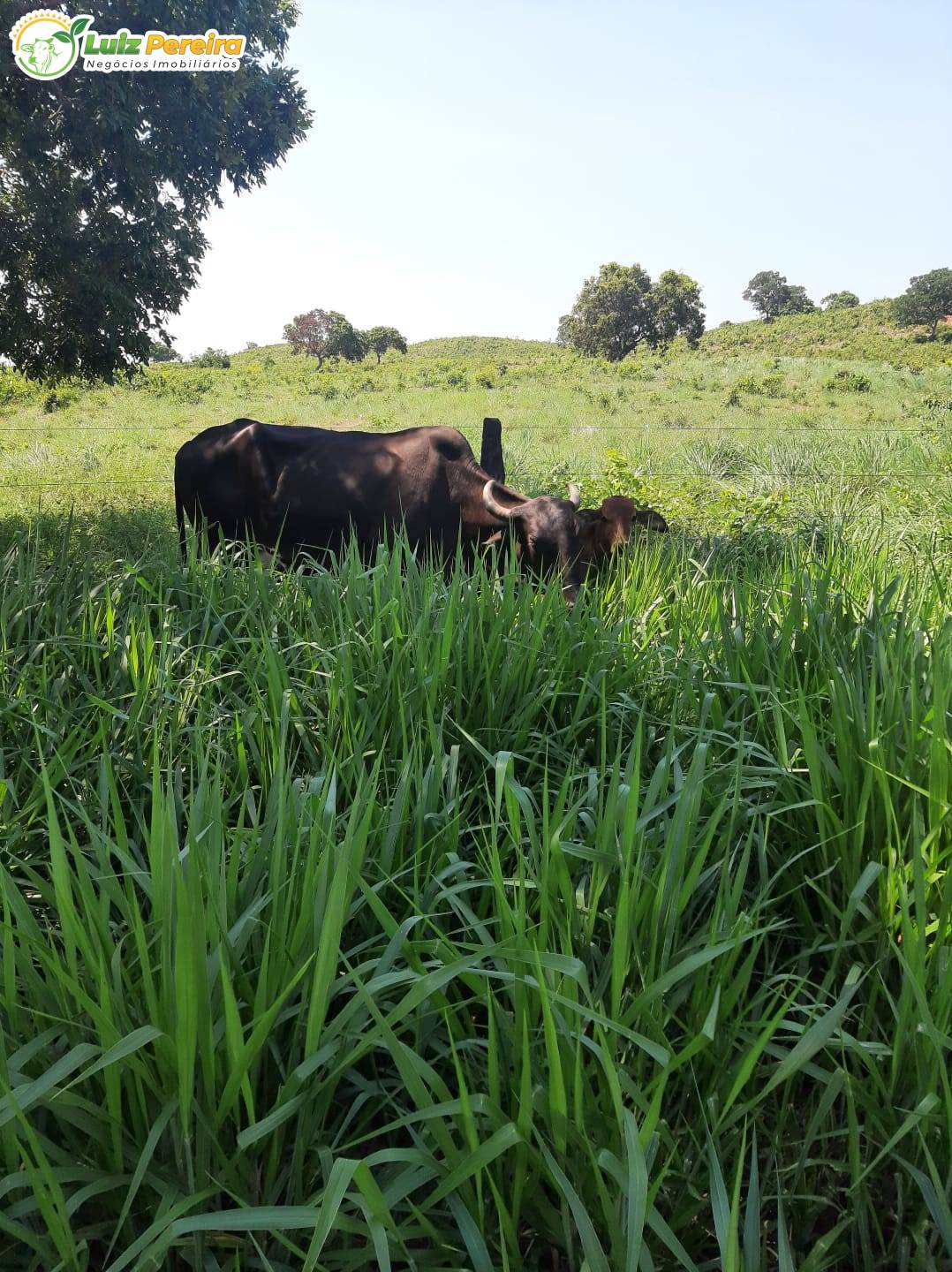 Terreno, 435 m² - Foto 5