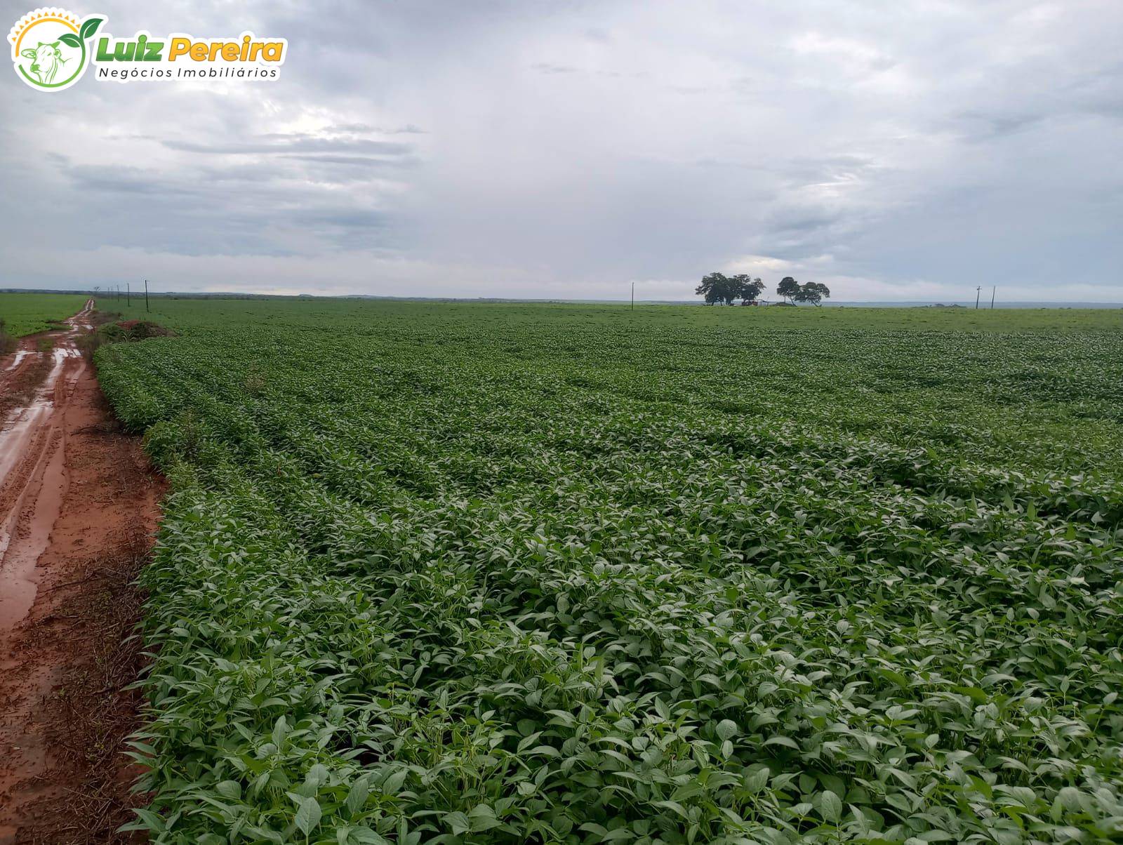 Terreno, 338 m² - Foto 4