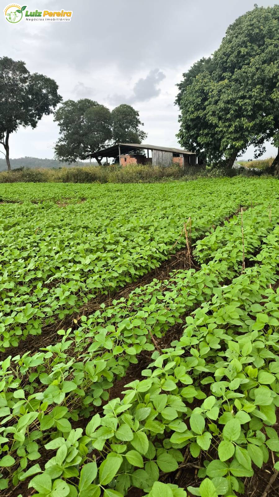 Terreno, 338 m² - Foto 3