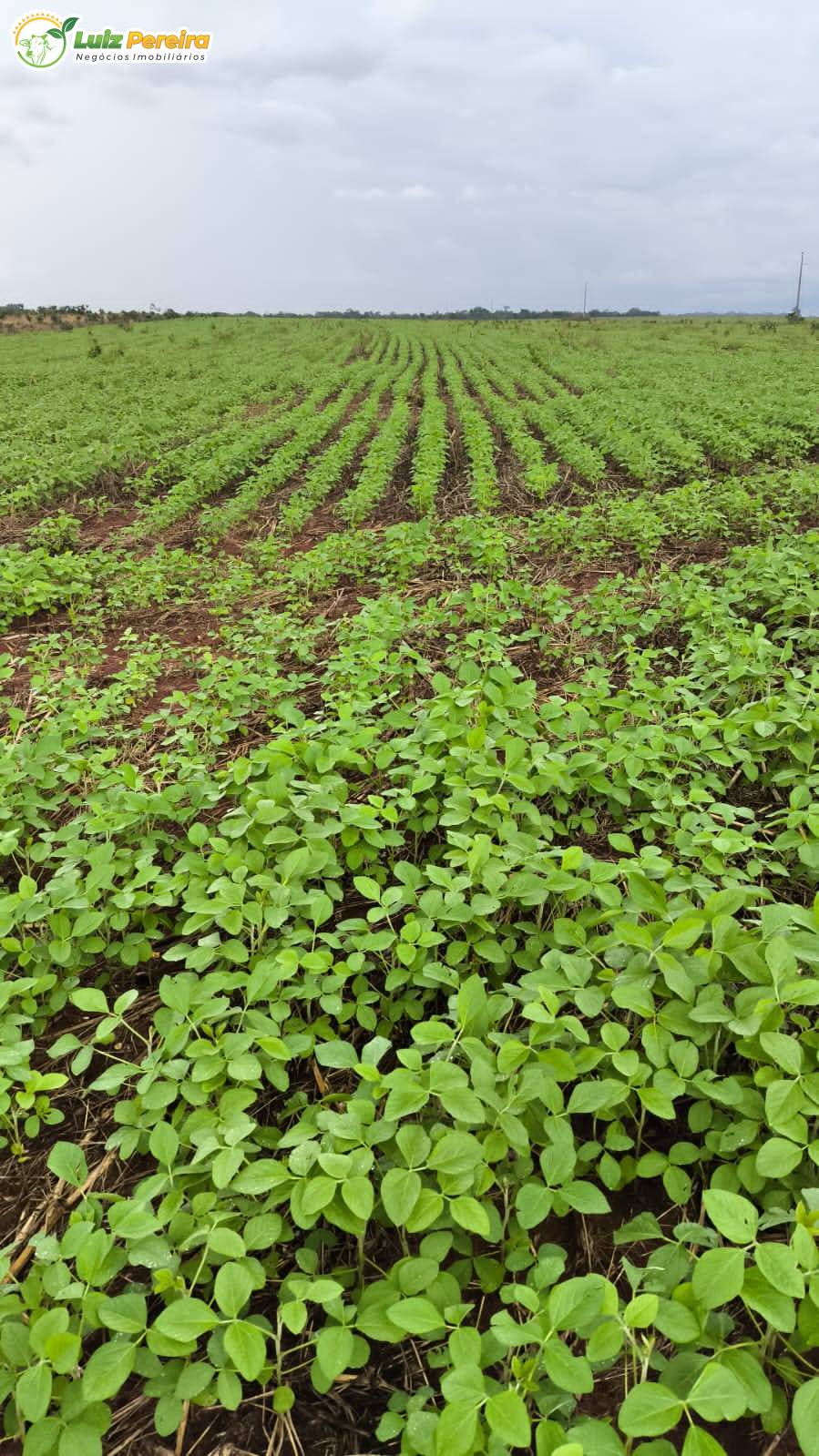 Terreno, 338 m² - Foto 2