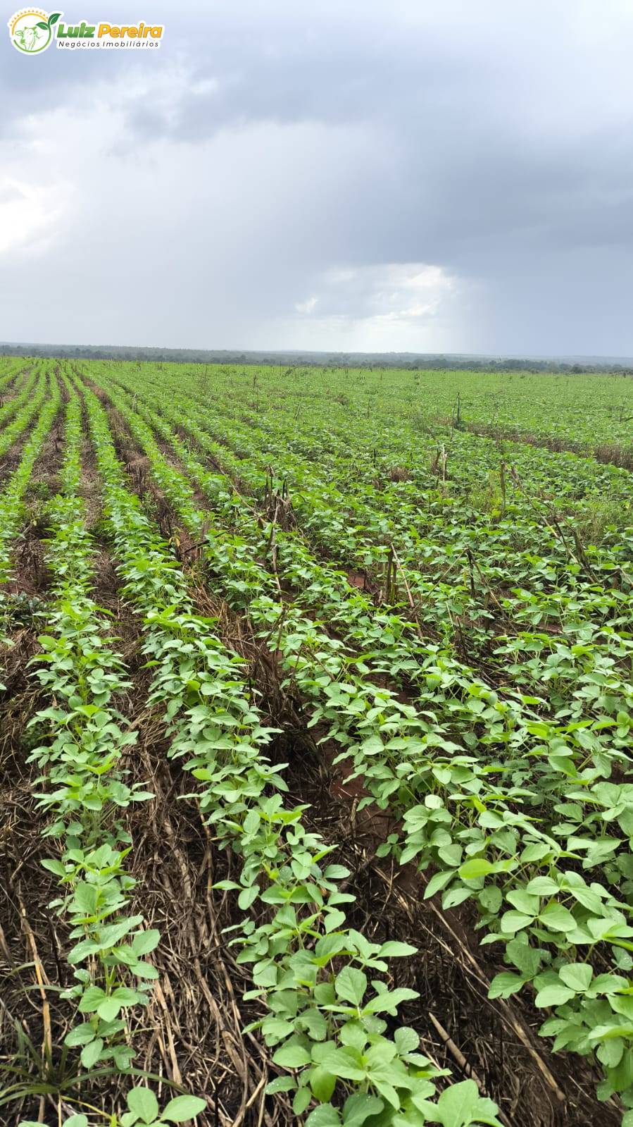 Terreno, 338 m² - Foto 1