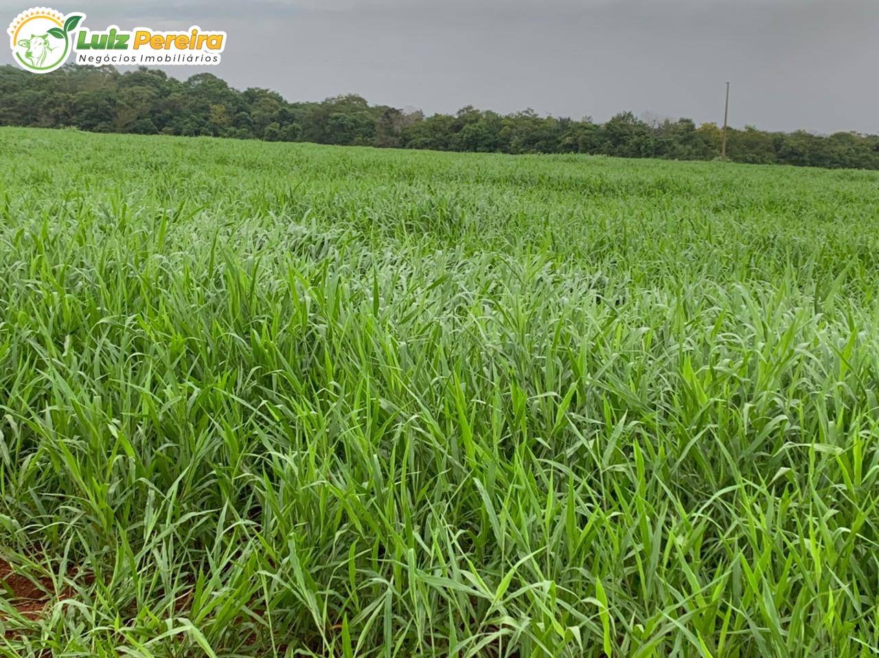 Terreno, 861 m² - Foto 5