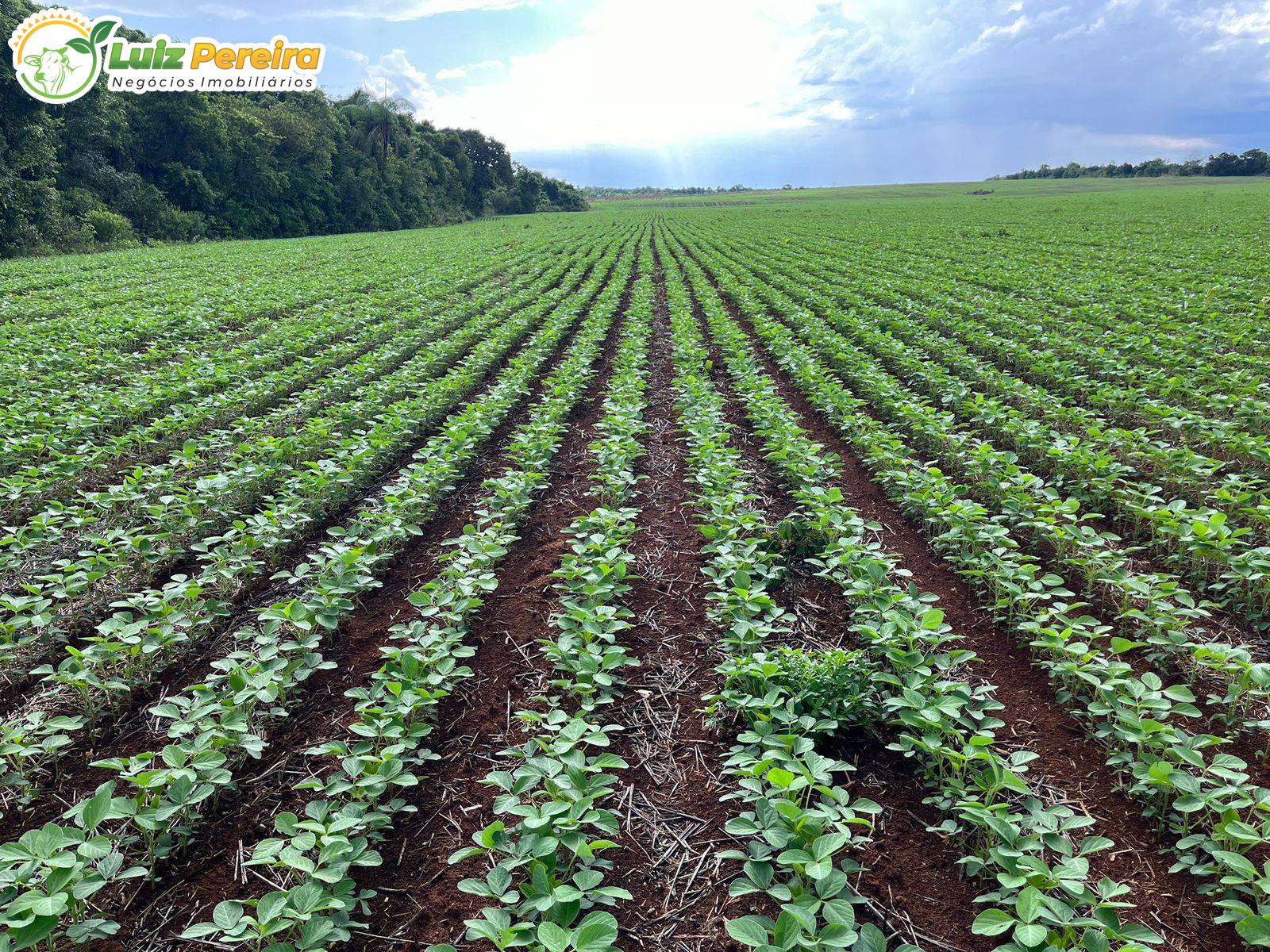 Terreno, 1132 m² - Foto 1