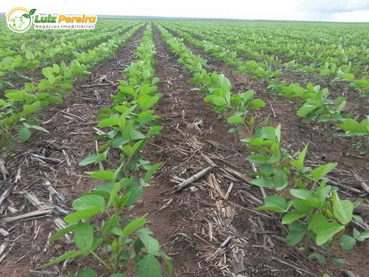 Terreno, 1132 m² - Foto 9