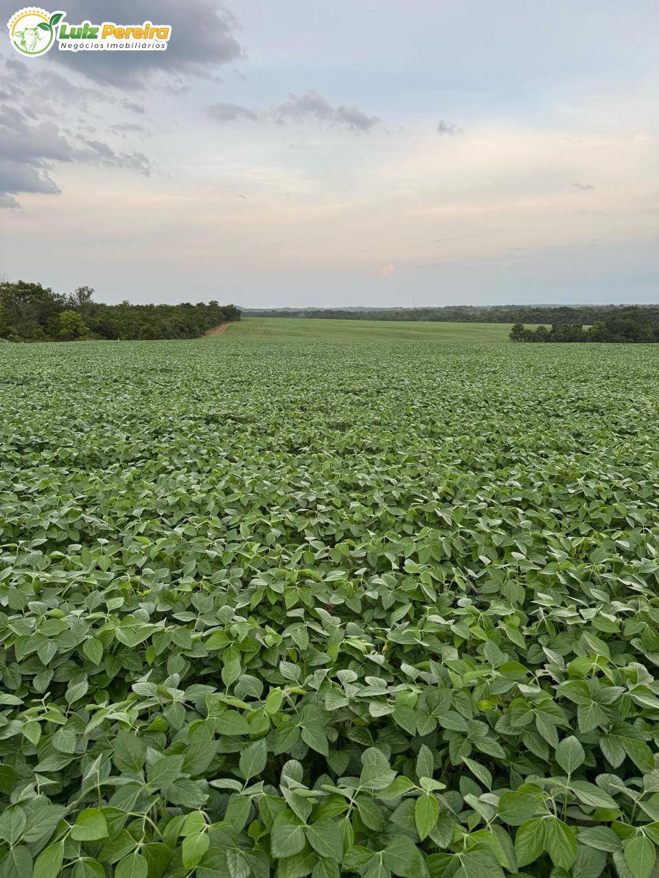 Terreno, 1132 m² - Foto 6