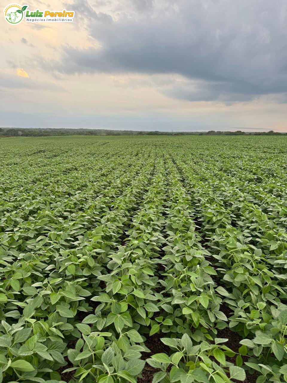 Terreno, 1132 m² - Foto 5