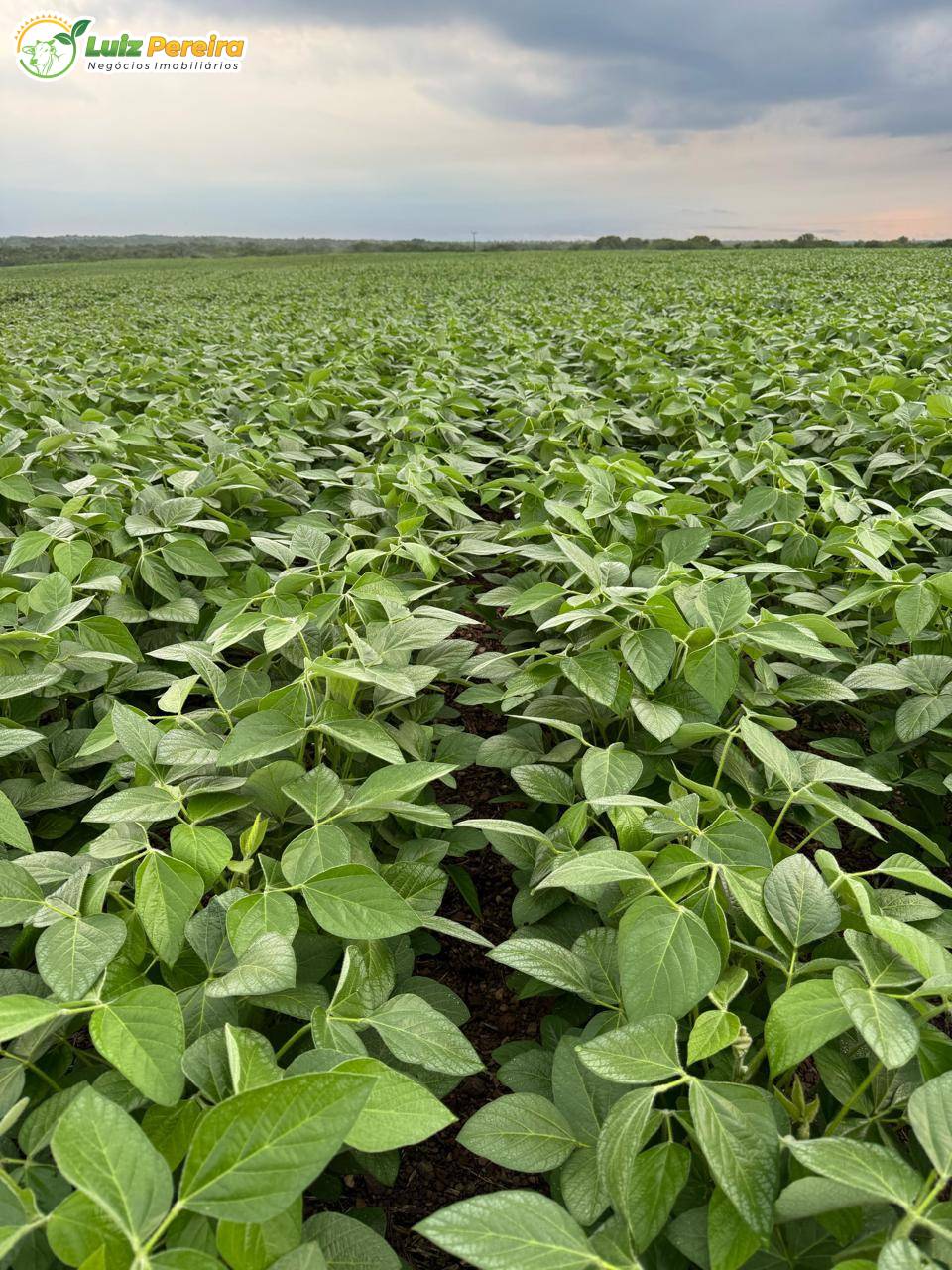 Terreno, 1132 m² - Foto 4