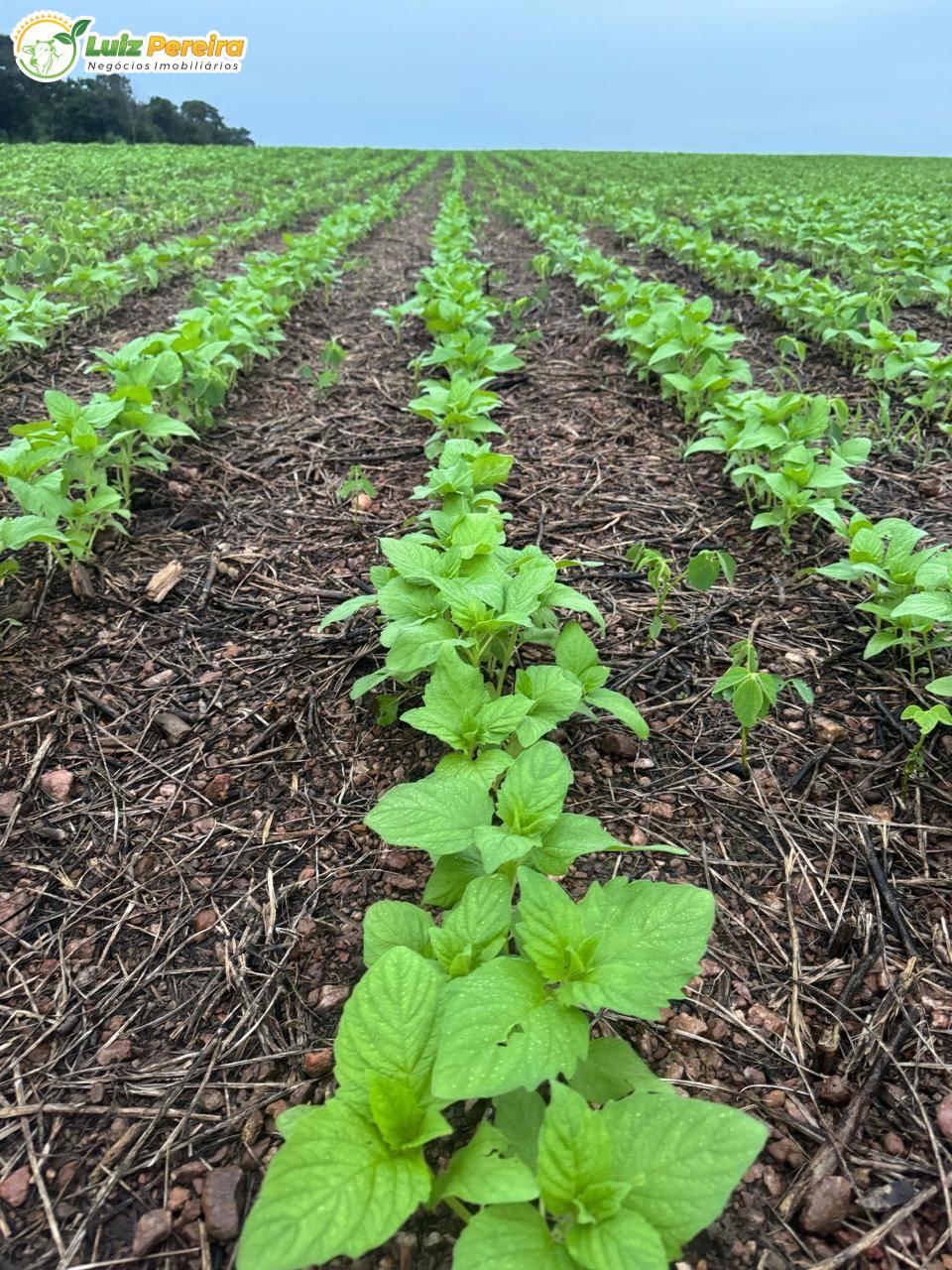 Terreno, 1132 m² - Foto 2