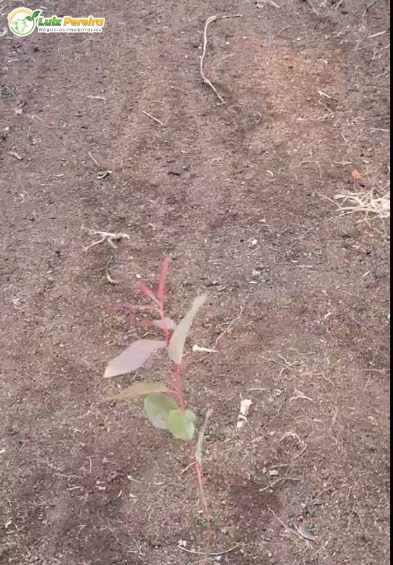 Terreno, 1700 m² - Foto 5