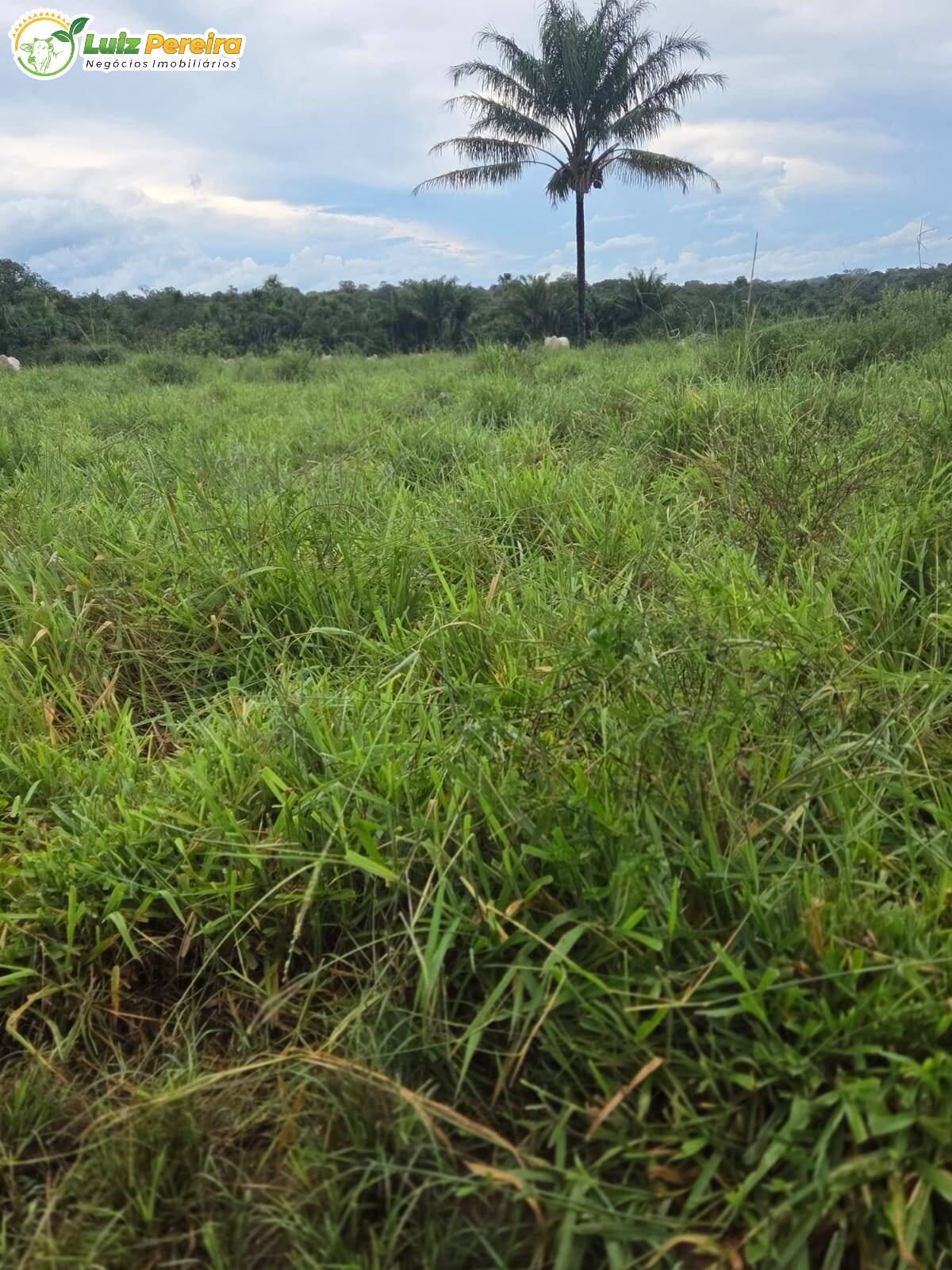 Terreno, 1000 m² - Foto 6