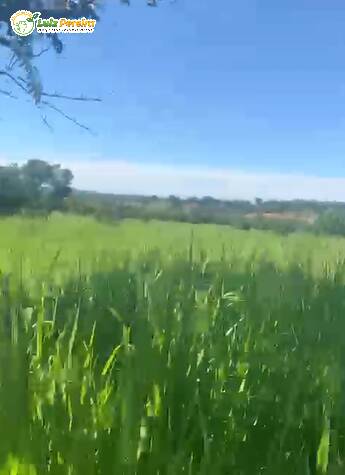 Terreno, 300 m² - Foto 2