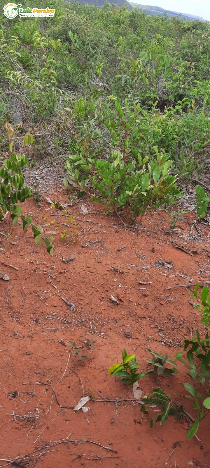 Terreno, 2 hectares - Foto 11