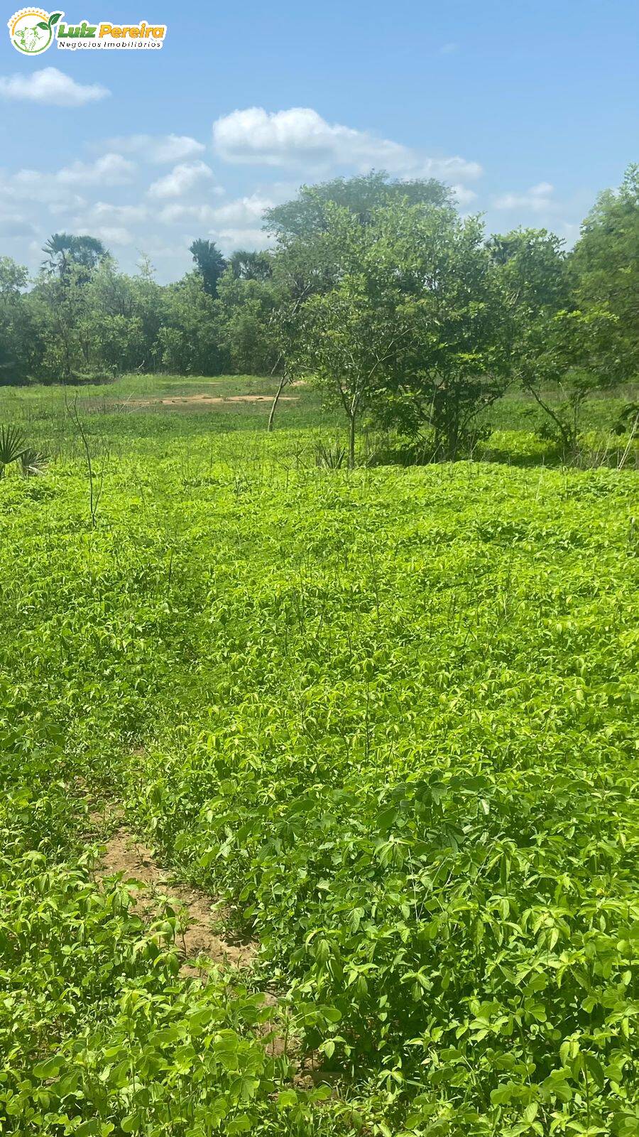Terreno, 1200 m² - Foto 4
