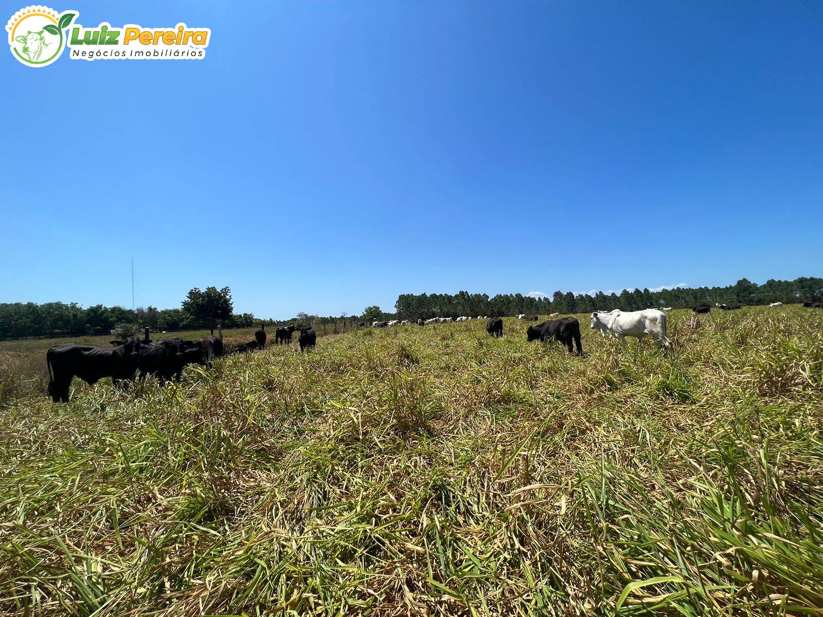 Terreno, 6500 m² - Foto 4